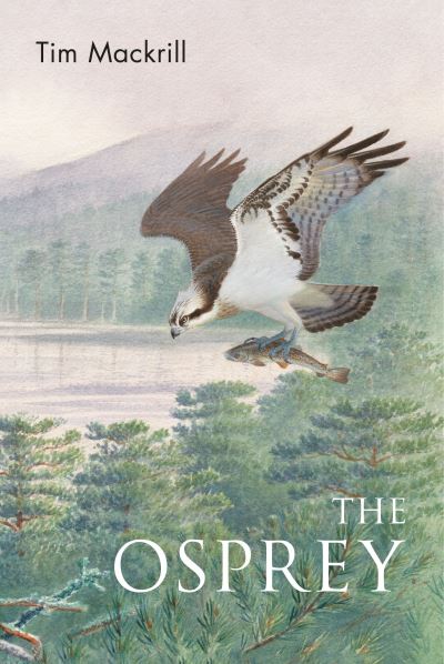 The osprey