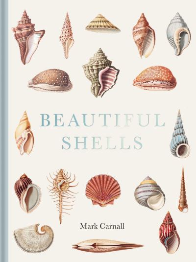 Beautiful shells