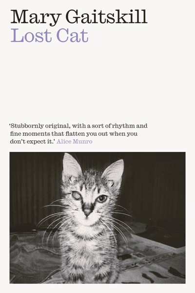 Lost cat